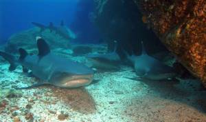 white tip reef sharks