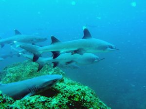 Coiba is a diver's dream for guaranteed shark encounters