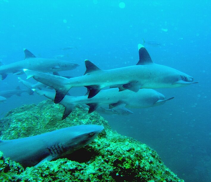 Coiba is a diver's dream for guaranteed shark encounters