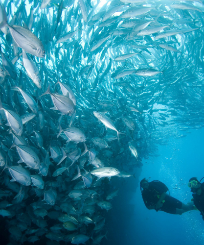 Scuba Coiba Diving school of fish jacks