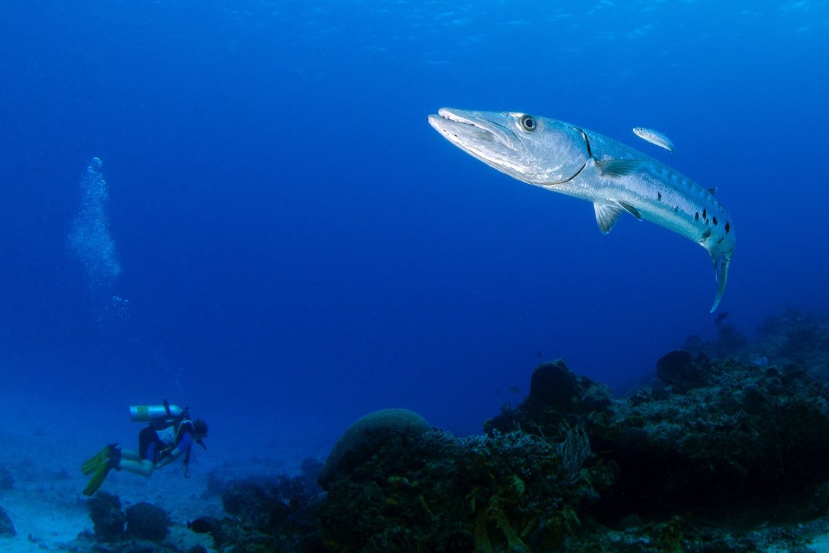 panama dive adventure
