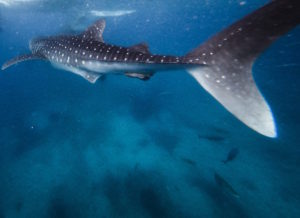 whale shark one of the regular visitors of Coiba