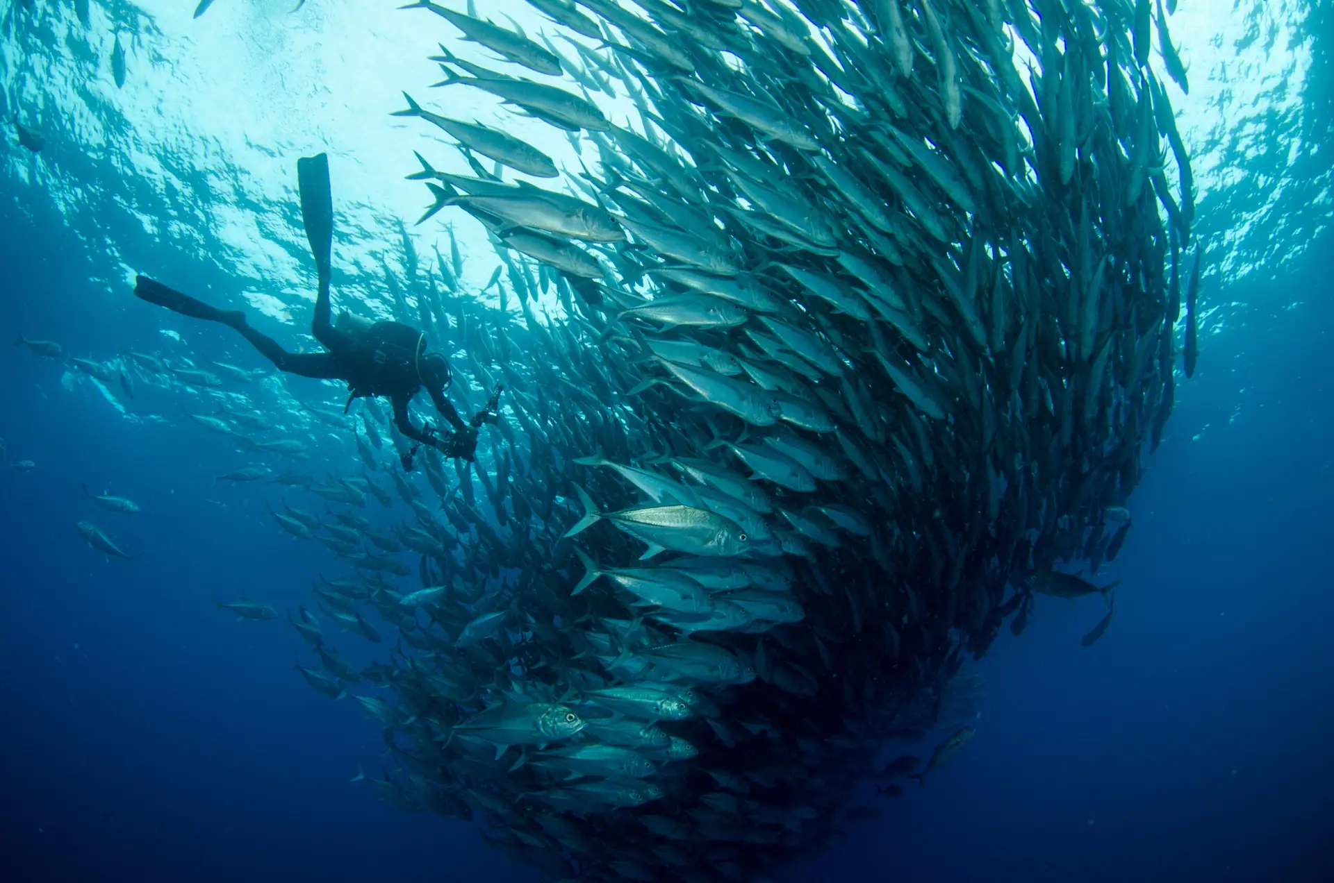 schooling big eye jacks