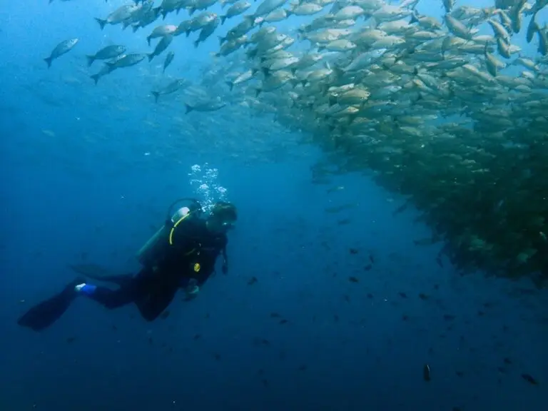 diver in front of schooling fish