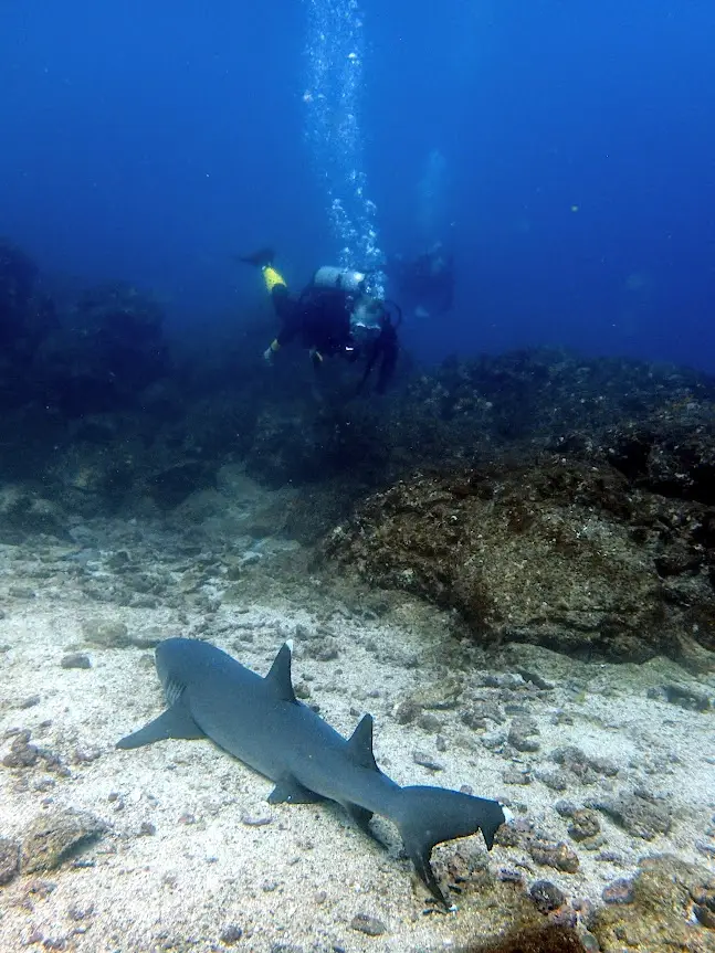 diving Coiba National Park